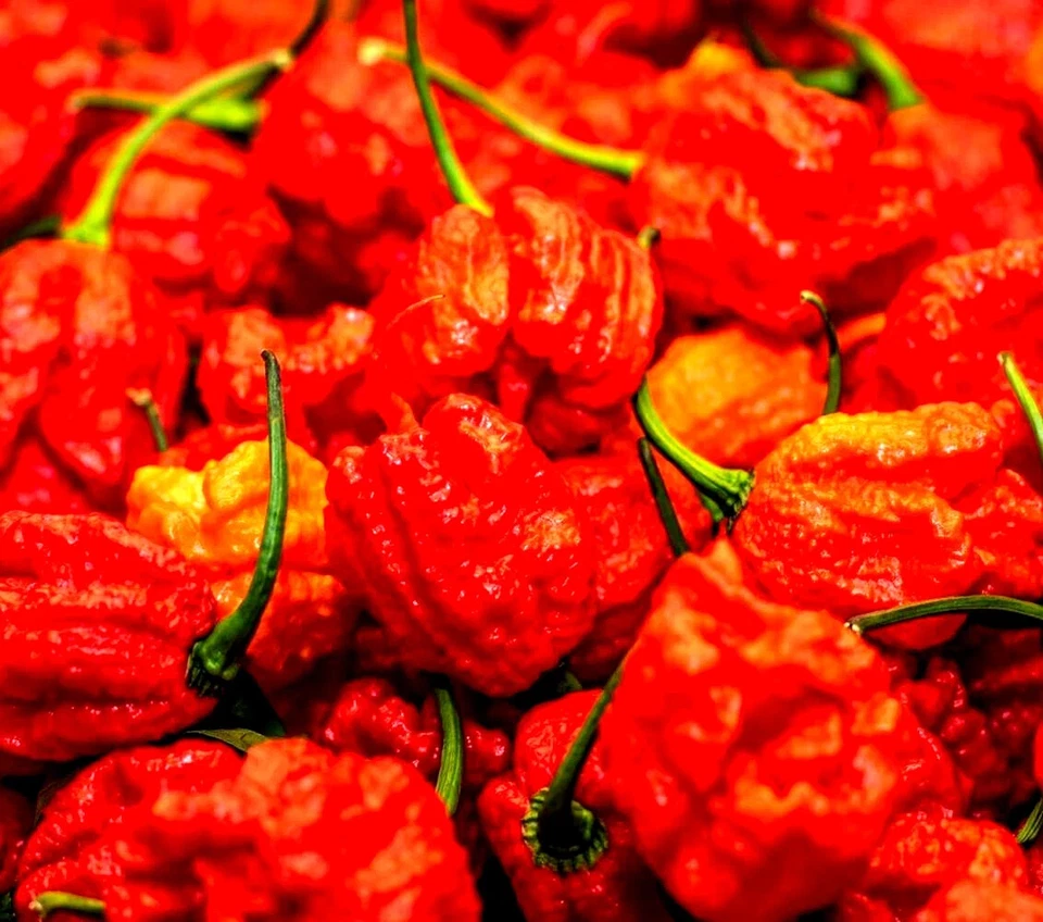 2x CHIP CHALLENGE - WORLDS HOTTEST CHILLI CHIP 🔥🔥( Twin Pack) - HOT - image 4 of 4