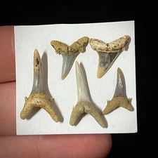 Extinct Sand Tiger Shark Tooth (Striatolamia macrota) .63" - .92" Fossil