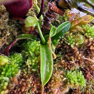 Nepenthes diabolica Clone 4 Sulawesi AW Unrooted Basal Cutting #2