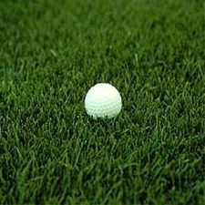 Midnight Kentucky Bluegrass Seed 5 Lbs - Cold, Drought, Sun & Traffic Tolerant