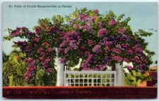 Postcard - An Arbor of Purple Bougainvillea in Florida
