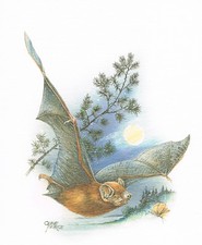 Żeglarz wieczorowy nietoperze gładkie nosy - obraz z nadrukiem artystycznym - 25,5 x 17,5 cm