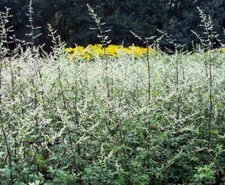 Artemisia lactiflora 'Guizhou' -  9cm pot ,dark foliage,lot of