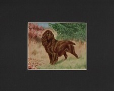 Field Spaniel "Brown" - Vintage Color Dog Art Print - CUSTOM MATTED