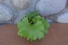 VERY RARE PLATYCERIUM RIDLEYI ROUND IN 4" POT - STAGHORN US GROWN — photo 1