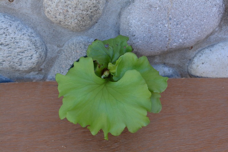 VERY RARE PLATYCERIUM RIDLEYI ROUND IN 4" POT - STAGHORN US GROWN