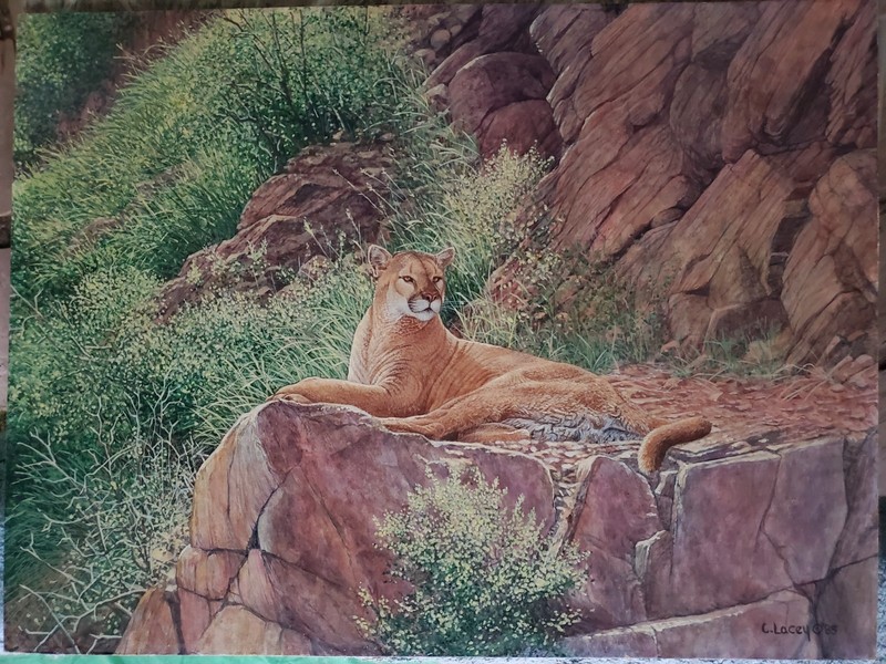 Original wildlife painting by Carol Lacey. Cougar / mountain lion 1985. 18"x 24"
