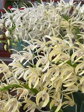 Rare bloom size, fragrant healthy and matured Dendrobium speciosum -White Flower