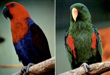 San Diego Zoo, Eclectus Parrots, 2US 295 Postcard