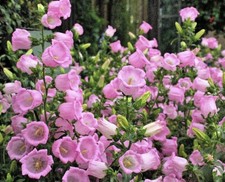 200 seeds Pink Canterbury Bells Garden Campanula Limited in stock