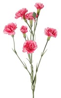 Artplants KüNstlicher Zweig Nelke Piara, Rosa, 60Cm, Ø2-5Cm