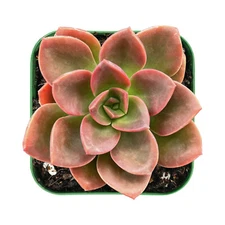 Live Echeveria Melaco Succulent Plants Rooted in 2'' Plant Pot For Indoor Decor