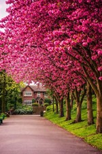 Digital Image Picture Photo Wallpaper Background Desktop AI Art Sample Product