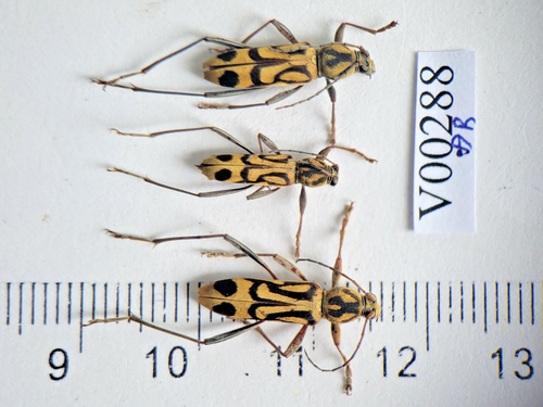 V00288. Insects, Beetles, Cerambycidae sp. North Vietnam, Dien Bien - Picture 1 of 2