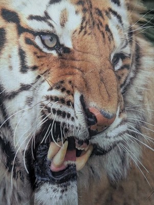 Get A Life Men's T-shirt ''Sabertooth Tiger'' All Over Print POBS 2XL #6710 NWT