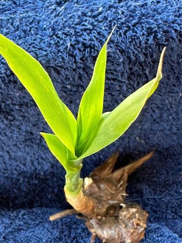 Arundo Donax Variegated Giant Reed Bamboo Like Plant - 10 Rhizomes ...