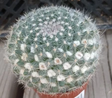 Mammillaria hahniana Snowball Pincushion Cactus Pink Flowers 39