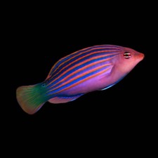Sixline Wrasse Live Saltwater   Reef Safe Cleaner Fish for Marine Aquariums