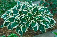1 - MINUTEMAN Hosta Bare Root Plant - Heat Tolerant Perennial - FALL SHIPPING
