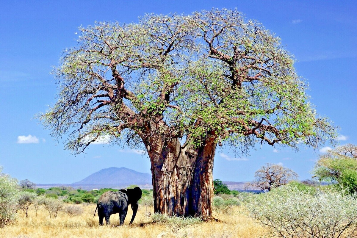 10 Baobab Seeds Adansonia digitata Tree of Life Rare Monkey Bread