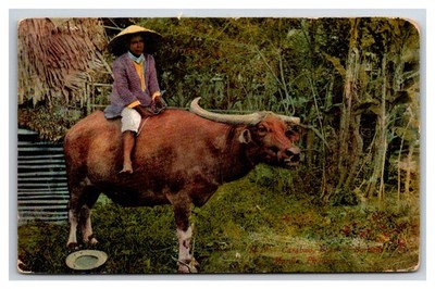 Manila Philippines carabao beast of burden Nipa hut  Iloilo Panay PJ islands