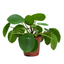 Bloomique - Pilea Peperomioides - Ufopflanze - Zimmerpflanzen - Luftreinigend - 
