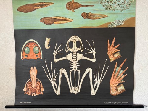 Cartel de gráfico educativo vintage FROG School Chart Jung Koch Quentell enrollable - Imagen 5 de 17