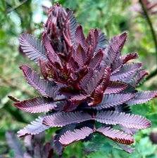Purple Mimosa Tree Seeds (Acacia Baileyana v. Purpurea) Fern Leaf, Yellow Flower