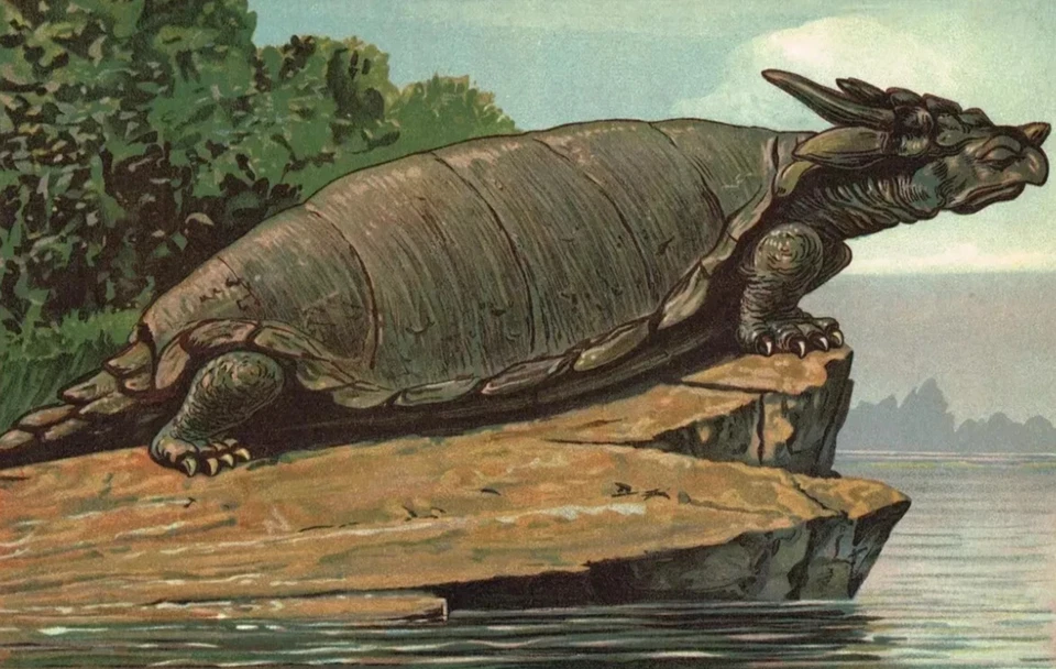 Meiolania Riesen Urschildkröte - Original deutsche Lithographie 1880er Jahre - Bild 3 von 4