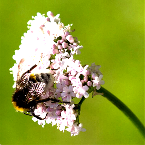 VALERIAN 200+ SEEDS SPRING SOW PERENNIAL HERB MEDICINAL SEDATIVE CATNIP BEES USA - Picture 5 of 5