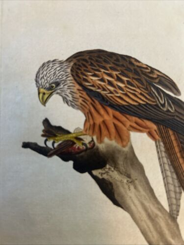 Ornitologia Acquaforte 1823,Falco, Nibbio reale, Milvus - Picture 2 of 6