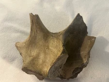 Duckbill Vertebra Sect., Hell Crk Form, MT, Cret 68 MYO