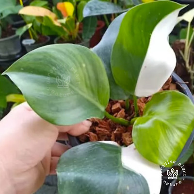 Very Rare Highly Variegated White Princess 3 Rooted  Nodes Free Shipping