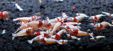 5 SSS CRS Crystal Red Live Aquarium Shrimp by SoShrimp