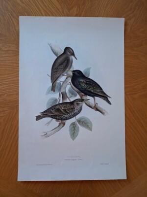 JOHN GOULD VÖGEL ORNITHOLOGIE DRUCK LITHOGRAPHIE HULLMANDEL 1832 STARLING