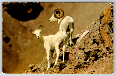 c1960s Two White Mountain Rams Dall Sheep Mt. McKinley Park Vintage Postcard