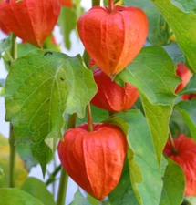 CHINESE LANTERN SEEDS 200+ FRANCHETTI ornamental PERENNIAL flower GARDEN plants 