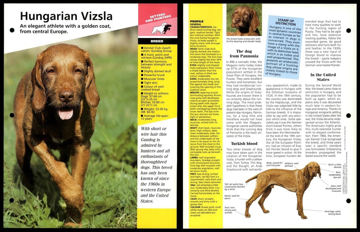 Golden Vizsla Breed Info Hungarian Vizsla Breed Dogs Of The World