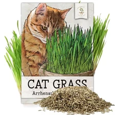 Cat Grass Seeds for Planting 10,000+ Seeds | Arrhenatherum Elatius Easy to Gr...