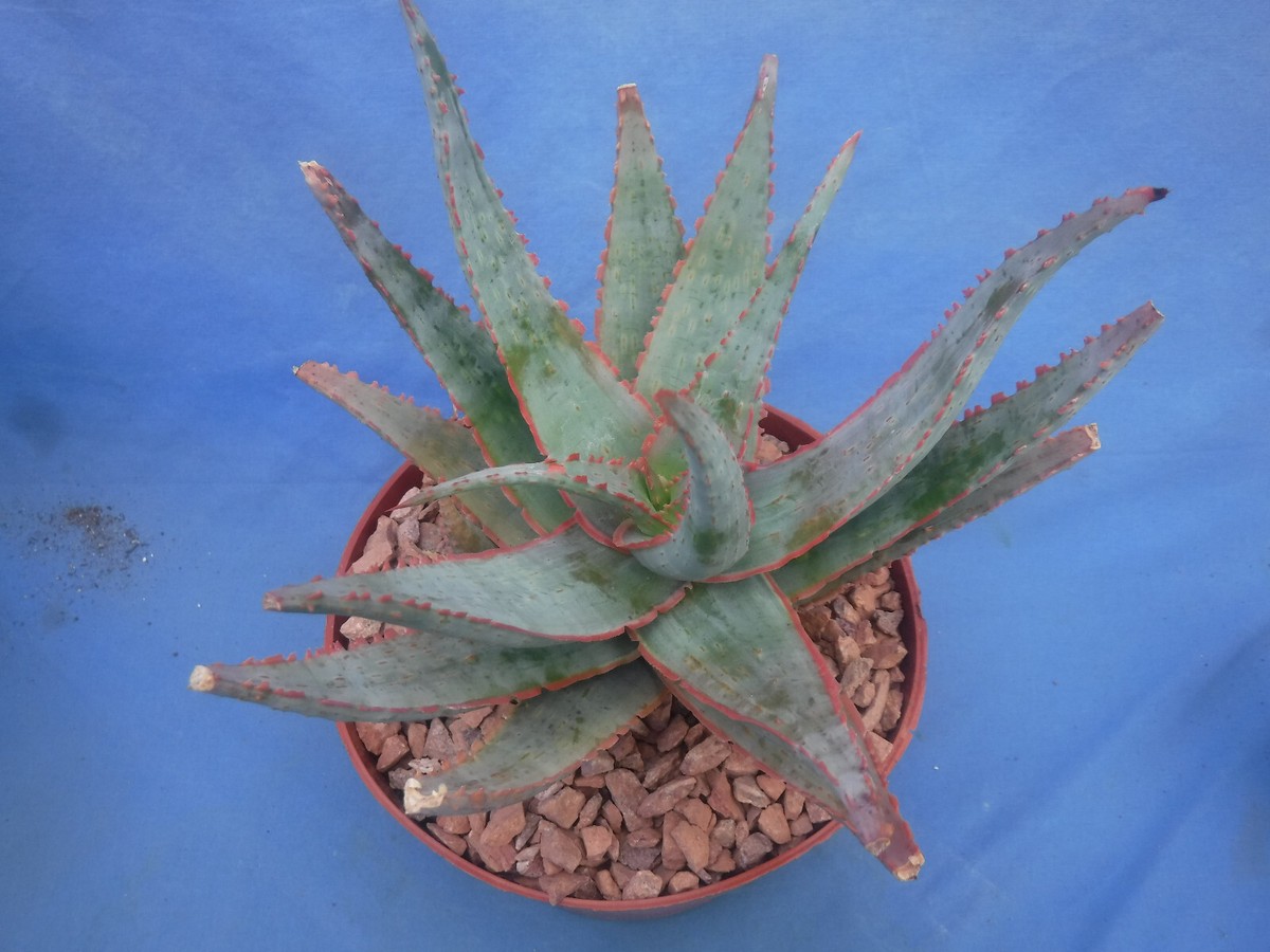 Aloe Hybrid KG "Dental Work" Succulent Plant W/Pup 7" Wide 6" Pot Size Z4 |  eBay