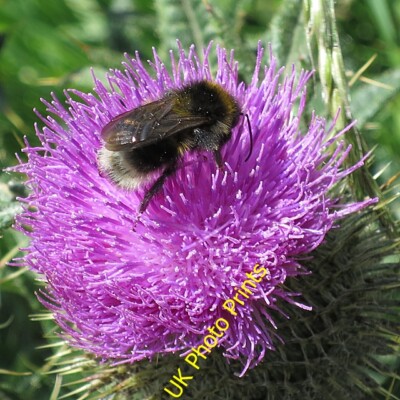 Foto 6x4 Hummel auf Speerdistel Blume roter Kopf\/NO7047 ich habe keine i c2015