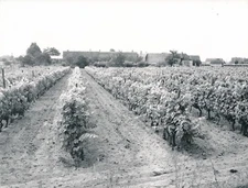 BOURGUEIL c. 1955 - Vignes Maisons du Village Indre et Loire - Div 11888