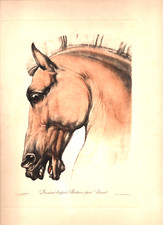 Gravures XVIIIe - Tête de cheval d'après Carl VERNET - graveur G. DEMARTEAU