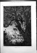 Antique Old Print Pheasant Calling Pine Tree Bird Prey Watching Thorny 1879