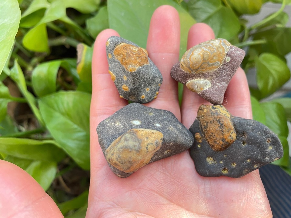 74g/4 pieces Natural Gobi eye stone in rock Suisekiviewing collection