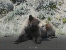 YELLOWSTONE NATIONAL PARKS BEARS TRAVEL TRIP 8MM HOME Movie Film Reel B705