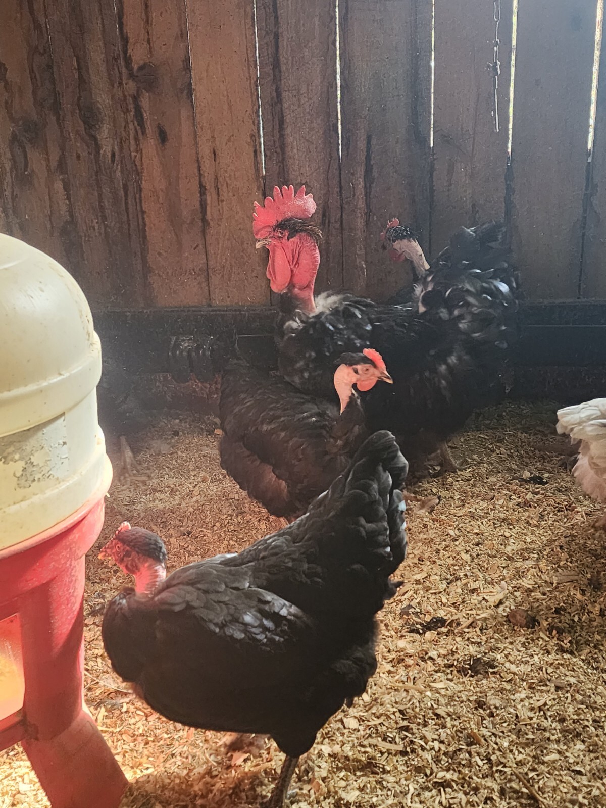 12+ Standard Blue, Black, Splash Turkens hatching eggs NPIP CERTIFIED