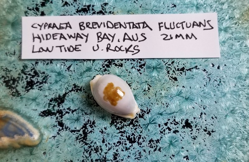 Cypraea Brevidentata fluctuans Shell Private Collection