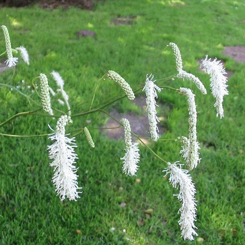 Sanguisorba tenuifolia v. alba x 15 seeds. - Picture 4 of 6