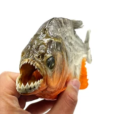 Real Taxidermy Red Bellied PREDATOR Piranha Peru Amazon Pygocentrus nattereri